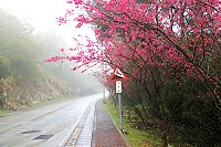 全村一起來熱鬧!(圖與文:張登傑、陳樂團)
