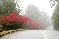 全村一起來熱鬧!(圖與文:張登傑、陳樂團)