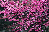 全村一起來熱鬧!(圖與文:張登傑、陳樂團)