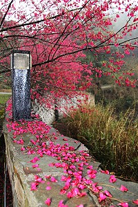 全村一起來熱鬧!(圖與文:張登傑、陳樂團)