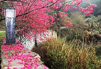 全村一起來熱鬧!(圖與文:張登傑、陳樂團)