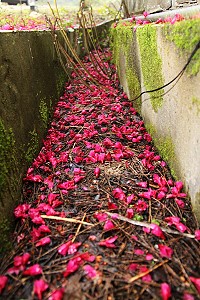 全村一起來熱鬧!(圖與文:張登傑、陳樂團)