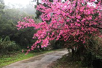 全村一起來熱鬧!(圖與文:張登傑、陳樂團)