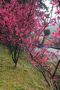 全村一起來熱鬧!(圖與文:張登傑、陳樂團)