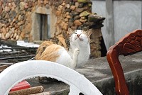 貓村悠閒之旅　圖與文：邱竟瑋