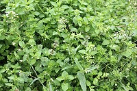 退火涼茶薺菜　圖與文：林冰芳