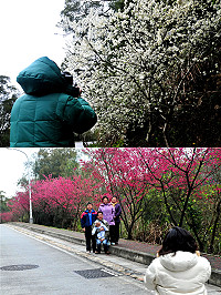 春風吹起,南竿山線沿路的李花、山櫻花目前嬌豔盛開,連假期間吸引不少民眾舉家出遊賞花,也有不少攝影高手專門外出取景。(圖/文:曹重偉)