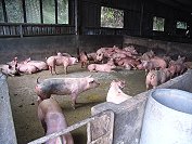 馬祖主要的養豬場位於南竿青檀澳和梅石等地,東引則有引進台灣豬隻屠宰的廠商,縣府上個月會同檢疫站前往養豬場查驗,確保無口蹄疫情發生。(圖:縣府建設局、馬祖檢疫站提供)