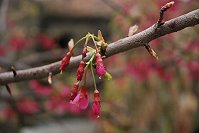 青春花,正當開,縣府籌辦植樹節櫻花祭,讓相愛的兩個人,一起種下擁有專屬回憶的櫻花。(圖:本報資料室)