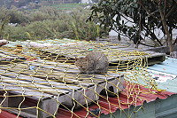 　東莒隨處可見的成群野貓，已經造成當地人生活上的困擾。（圖／文：林冰芳）