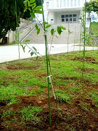 　植樹之後，還有賴軍民共同來愛樹、護樹，讓小樹慢慢長成大樹。（圖／文：陳其敏）