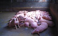 馬祖豬肉到底安不安全?衛生、防檢疫單位各依權責進行檢驗,2月份豬肉瘦肉精檢驗結果為「零檢出」,圖為南竿一間養豬場。(圖:農委會動植物防檢局馬祖檢疫站提供)