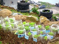 　為了讓自家蔬菜免於受風吹，民眾回收大保特瓶再利用。（圖／文：陳其敏）