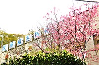 軍醫院吉野櫻開　不俗艷、添美景。　（圖／曹以鋒提供）