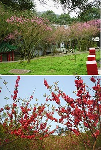 東引地區的北海苗圃與如意山莊是賞櫻的最佳地方。(圖/文:陳其敏)