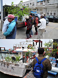 為配合林相更新及推廣原生植物,建設局特別增加120株豆梨的10年苗木,給北竿鄉進行植栽工作。(圖/文:曹重偉)