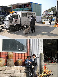　上週馬祖傳出不明狗兒攻擊兒童事件，造成1人輕傷，縣府建設局除了在27日進行家戶勸導外，也在清水村進行搜捕。（圖：縣府建設局提供）