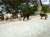 　東引的道路上，常會看到流浪犬穿梭遊蕩。（圖／文：陳其敏）