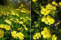 黃色小花遍野開放,馬祖春意正濃。(圖/文:陳其敏)