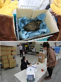　台馬聯手搶救二級保育類動物－褐鷹鴞，從仁愛國小師生發現後送往建設局，經建設局獸醫緊急醫療及點滴餵食後，昨天空運送往台北，由台北鳥會接手救治工作。（圖／文：劉秋月）