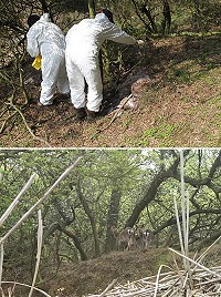 建設局昨天登上大坵島確認並無新死亡鹿隻,並將動物屍體灑上動物消毒劑,另外,健康鹿隻外觀上初步並無發現特殊症狀,但下週將會邀請專家登島採集鹿隻檢體,全面檢查鹿隻有無傳染病源。(圖:建設局提供)