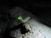 綠光嬌客準時現身!入夜後中興路兩旁草堆中現芳蹤,雌光螢奮力舉起腹部末節發光的模樣令人震撼。(圖:本報資料室)