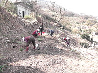 開闢橋仔村藥用植物園區。（圖：塘岐社協提供）