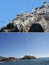 99年馬祖北竿中島鳥況達到最高峰,賞鷗成為馬祖最夯的生態行程。(圖/文:陳鵬雄)