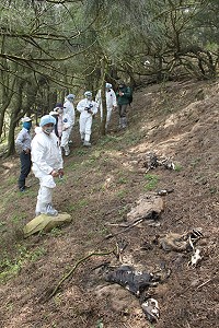 大坵島梅花鹿日前傳出大量死亡,台灣大學獸醫系教授季昭華等人昨天登島調查,初步研判傳染病致死的可能性較低,但仍會進一步多重篩檢,以確保鹿隻與遊客健康。(圖:縣府建設局提供)
