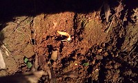 北竿坂山地區日前也有人發現螢火蟲的蹤跡。(圖:坂里社區發展協會提供)