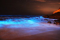 津沙海面夜景-渦鞭毛藻發光(圖:曹以鋒提供)