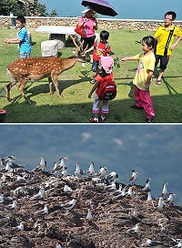 2012大坵生態及賞鷗之旅5月初即將開航。(圖:本報資料室)