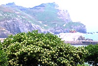 　海桐花香，已經瀰漫馬祖四鄉五島。（圖／文：陳其敏）