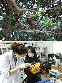 接受縣府與台北鳥會、特生中心救治的褐鷹鴞。(圖:縣府建設局提供)