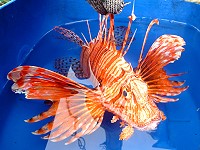 　通體斑斕像火焰的獅子魚，東引海域並不多見，連老漁民也覺得稀奇。 （圖／文：陳其敏）