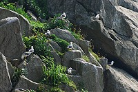 　東引黑尾鷗季登場，安東坑道是觀賞鷗鳥生態的最好地點。（圖／文：陳其敏）