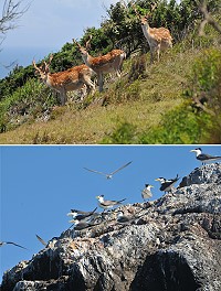 燕鷗與梅花鹿是馬祖夏日生態旅遊重要資產。(圖:本報資料室,文:陳鵬雄)