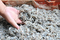 丁香魚報到　圖與文：陳鵬雄
