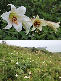 百合公園內「百」花齊放是近日東莒最夯景點。(圖/文:林冰芳)