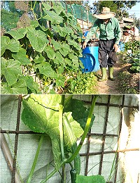 縣府輔導農民朝有機方向栽培,並補助蔬果苗,受補助的蔬果生長良好。(圖/文:邱竟瑋)