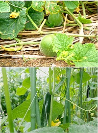 地區6間農戶去年起加入有機生產履歷計畫,並有3戶已經通過水質以及土壤驗證,縣府從生產方面給予補助,也幫助洽談,希望能化解銷路問題。(圖/文:邱竟瑋)
