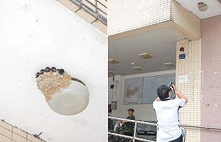 家燕　遊客攝影「嬌」點（圖與文：邱竟瑋）