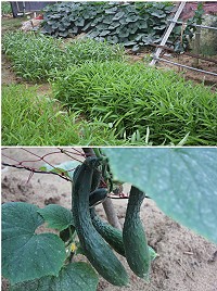 未受到豪雨波及,地區農產品品質產量維持高水平,售價也只需要台菜的二分之一不到。(圖/文:林冰芳)