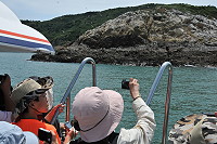 　大坵生態之旅自6月21日至9月20日期間增加賞鷗行程。（圖／文：陳鵬雄）