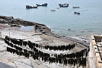　海味十足。（圖與文：陳鵬雄） 