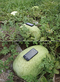東莒三寶之一的西瓜正式上市。(圖/文:林冰芳)