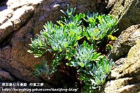 全村一起來熱鬧!(圖與文:張登傑、陳樂團)