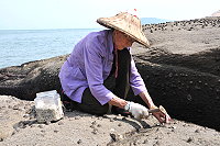 　馬祖野生岩蚵進入肥美季，採蚵婦女耐心蹲在海邊採擷，粒粒皆辛苦。（圖／文：陳鵬雄）