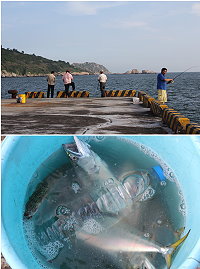 追隨小魚游到近岸的馬加魚吸引釣友們早晚直奔碼頭試身手。(圖/文:林冰芳)