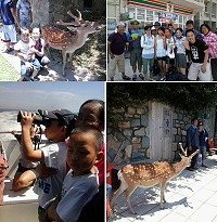 　大坵登島尋鹿之旅大受歡迎，爆滿遊客體驗親近野生動物樂趣。（圖：富立旅行社提供）